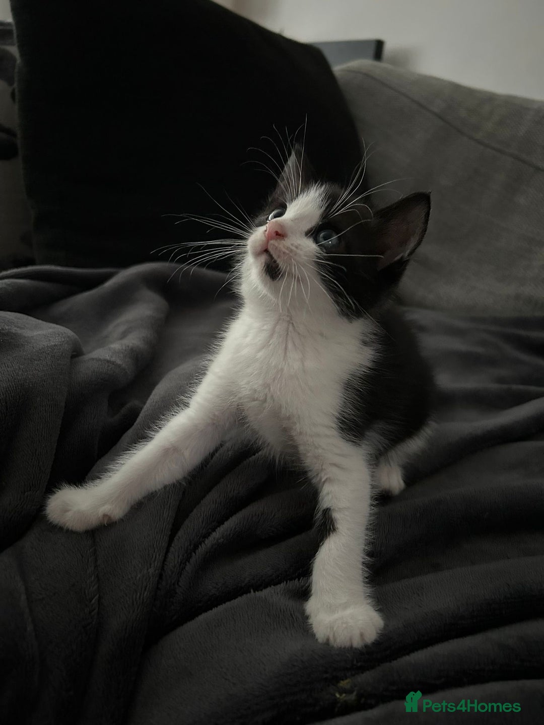 Mixed Breed cats for sale: 3 Lovely Kittens - Image 9