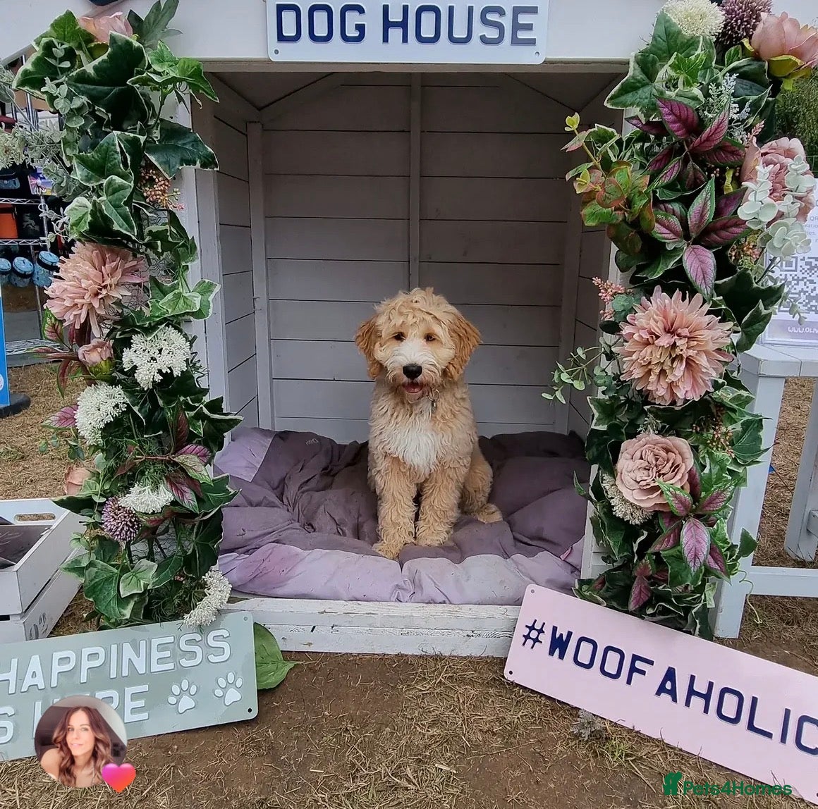 Mixed Breed dogs for sale: F1 Labradoodle/cockapoo Mix ❤️  - Advert 25