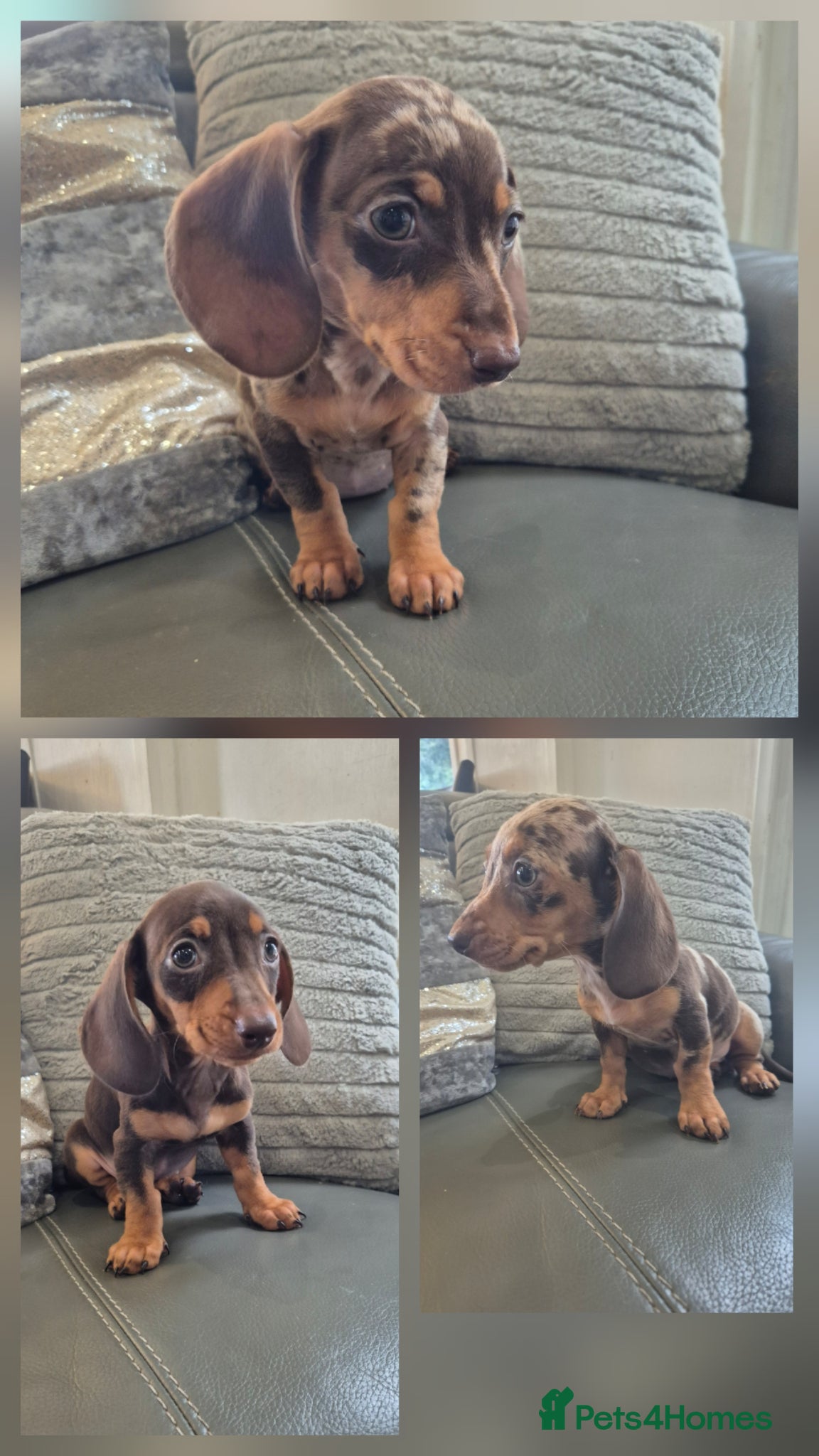 Miniature Dachshund dogs KC Dachshunds  girls - Ready now - Advert 1
