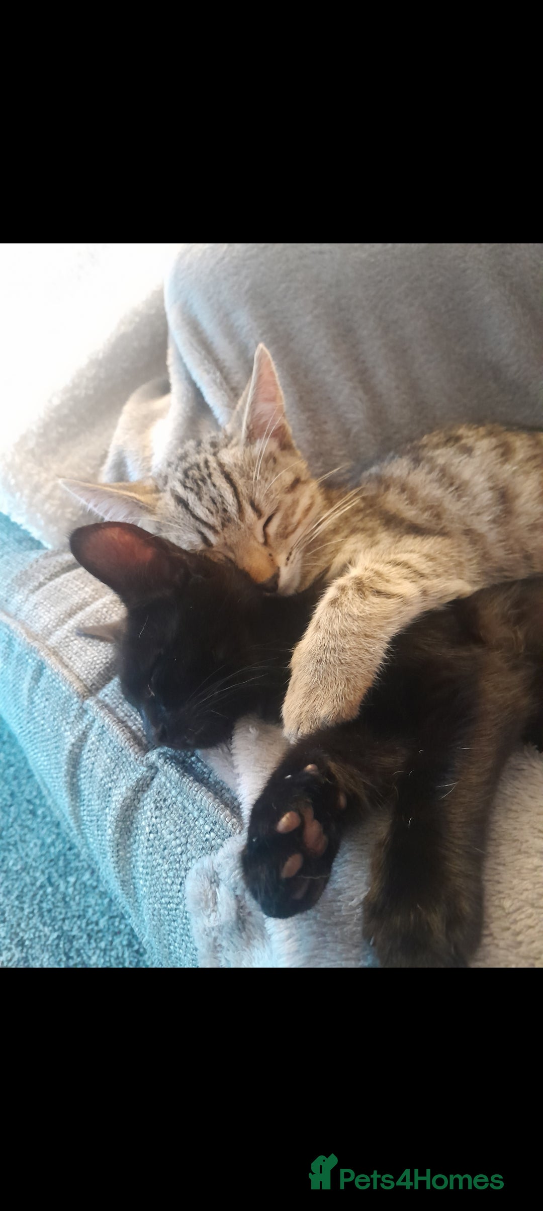 Domestic Shorthair cats for sale: 2 Beautiful boys need rehoming - Image 2