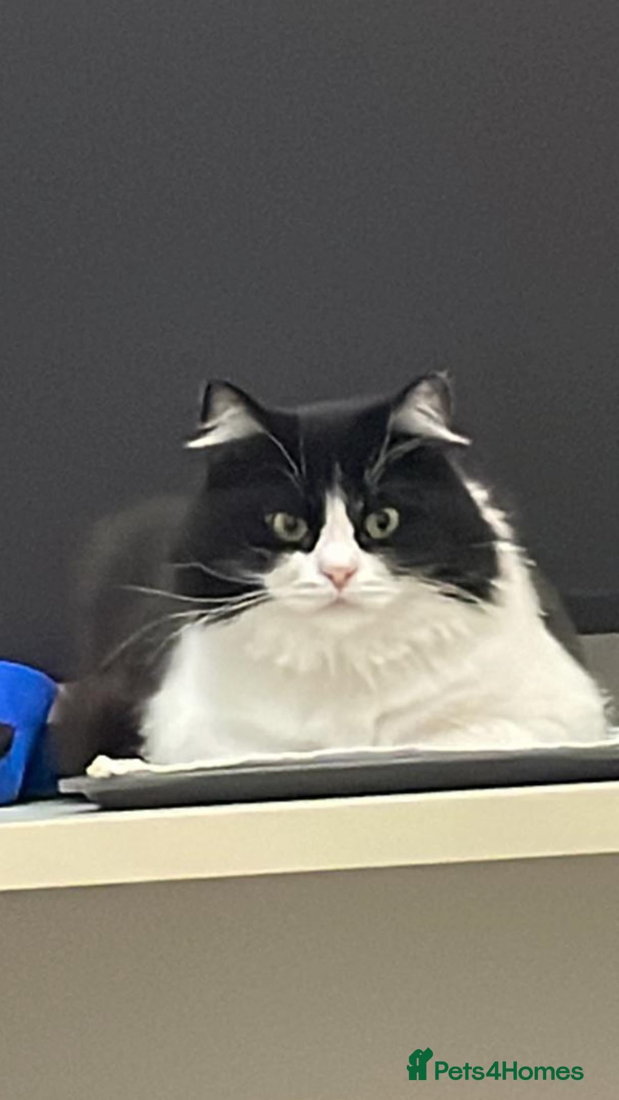 Mixed Breed cats SUSHI - mix Persian girl fun affectionate spayed - Advert 5