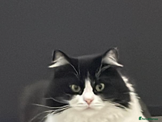 Mixed Breed cats SUSHI - mix Persian girl fun affectionate spayed - Advert 14