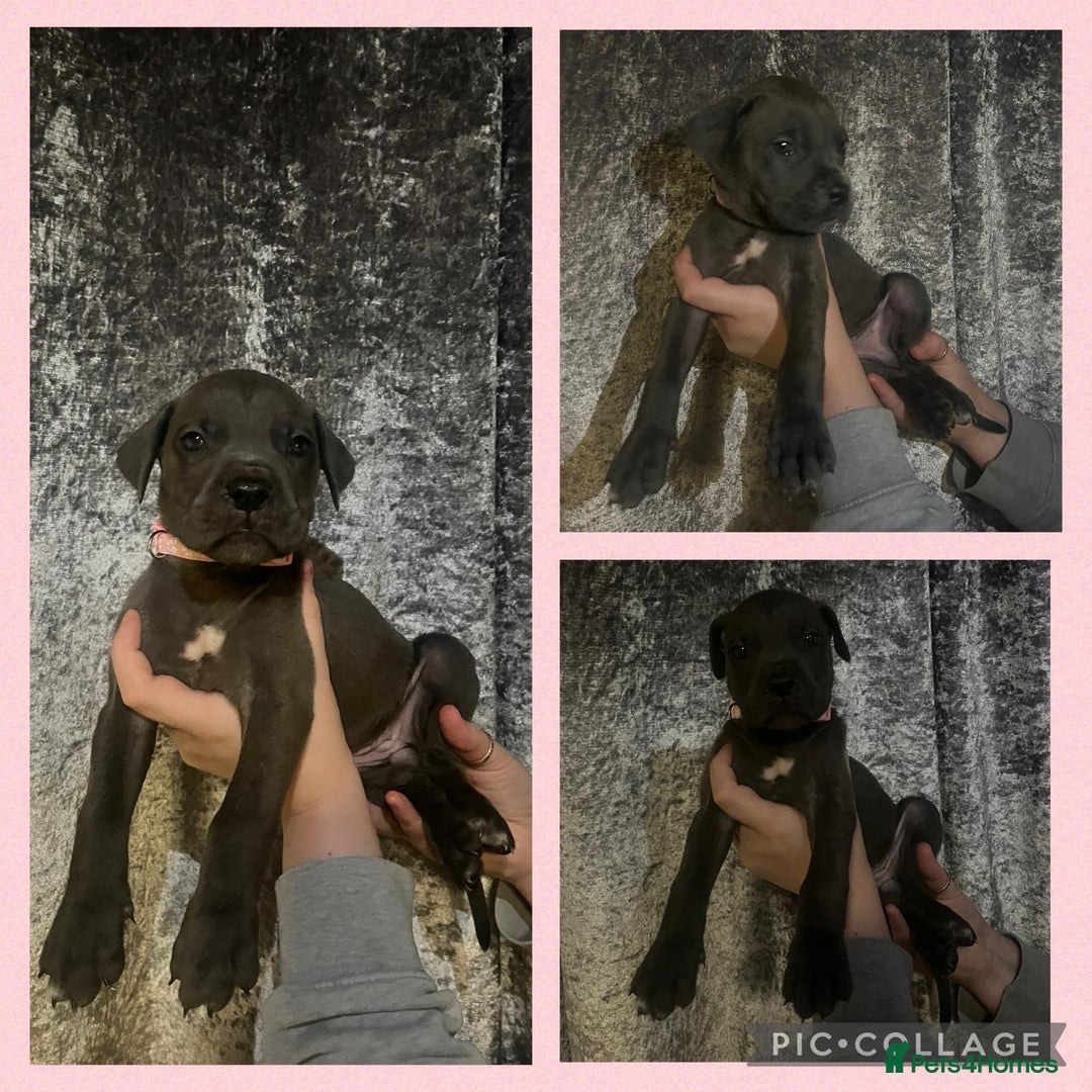 Cane Corso dogs for sale: Chunky blue cane corso pups - Image 2