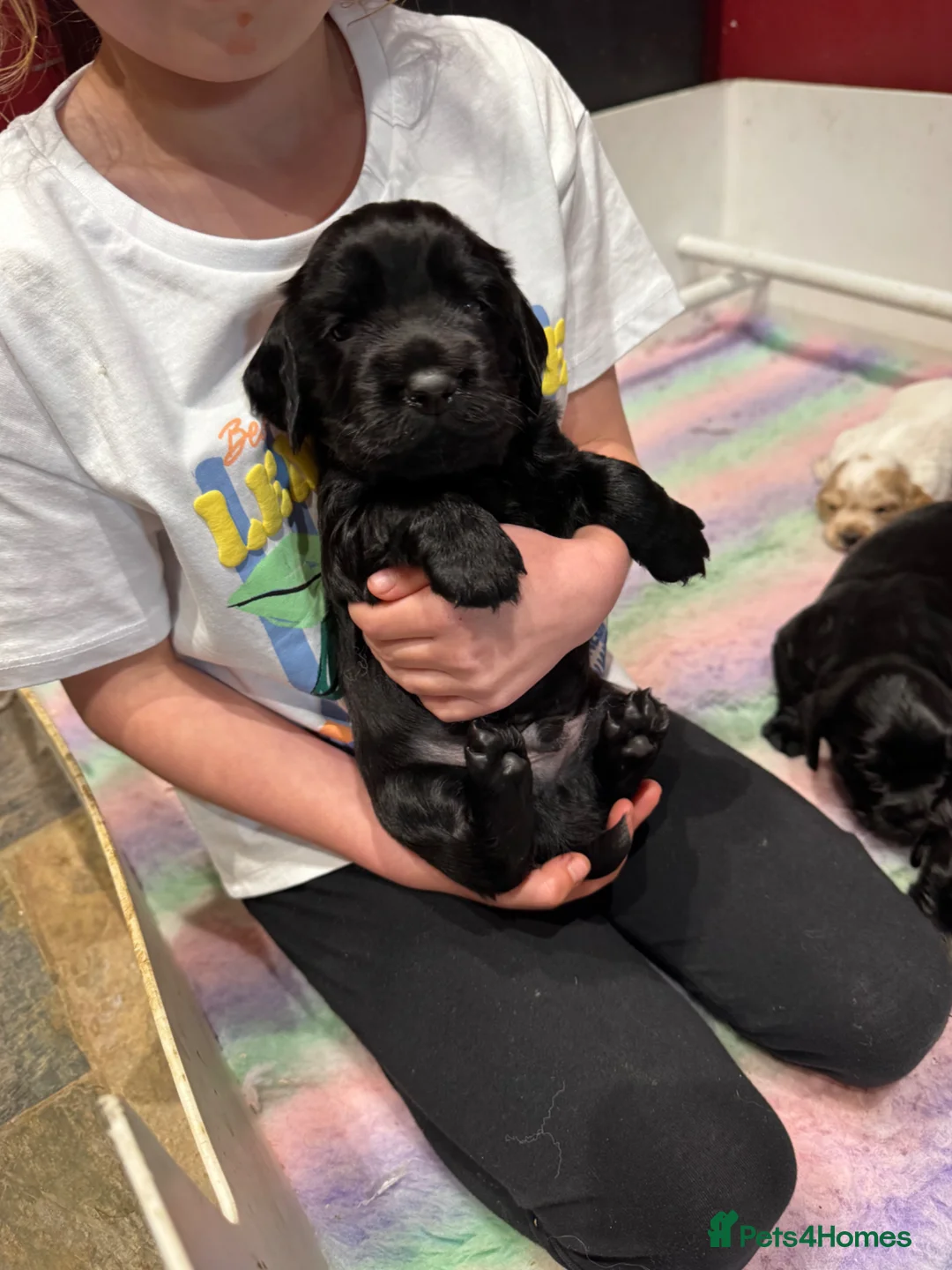 Cocker Spaniel dogs for sale: Working Cocker Spaniel Puppies - Advert 1