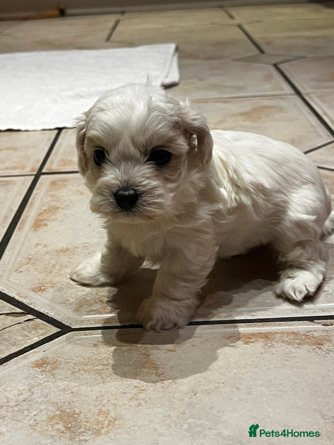 Bichon Frise dogs for sale: Bichon fries ready to go ! - Advert 14