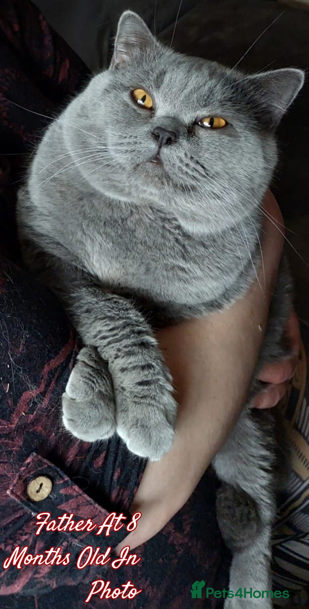 British Shorthair cats for sale: ❤️‍🔥 British Shorthair Kittens ❤️‍🔥 - Advert 8