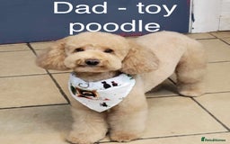 Cavapoo dogs for sale: Beautiful F1b cavapoo puppies - Image 20