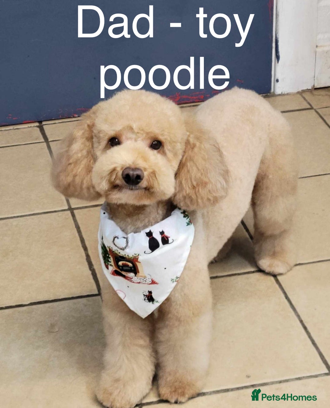 Cavapoo dogs for sale: Beautiful F1b cavapoo puppies - Image 20