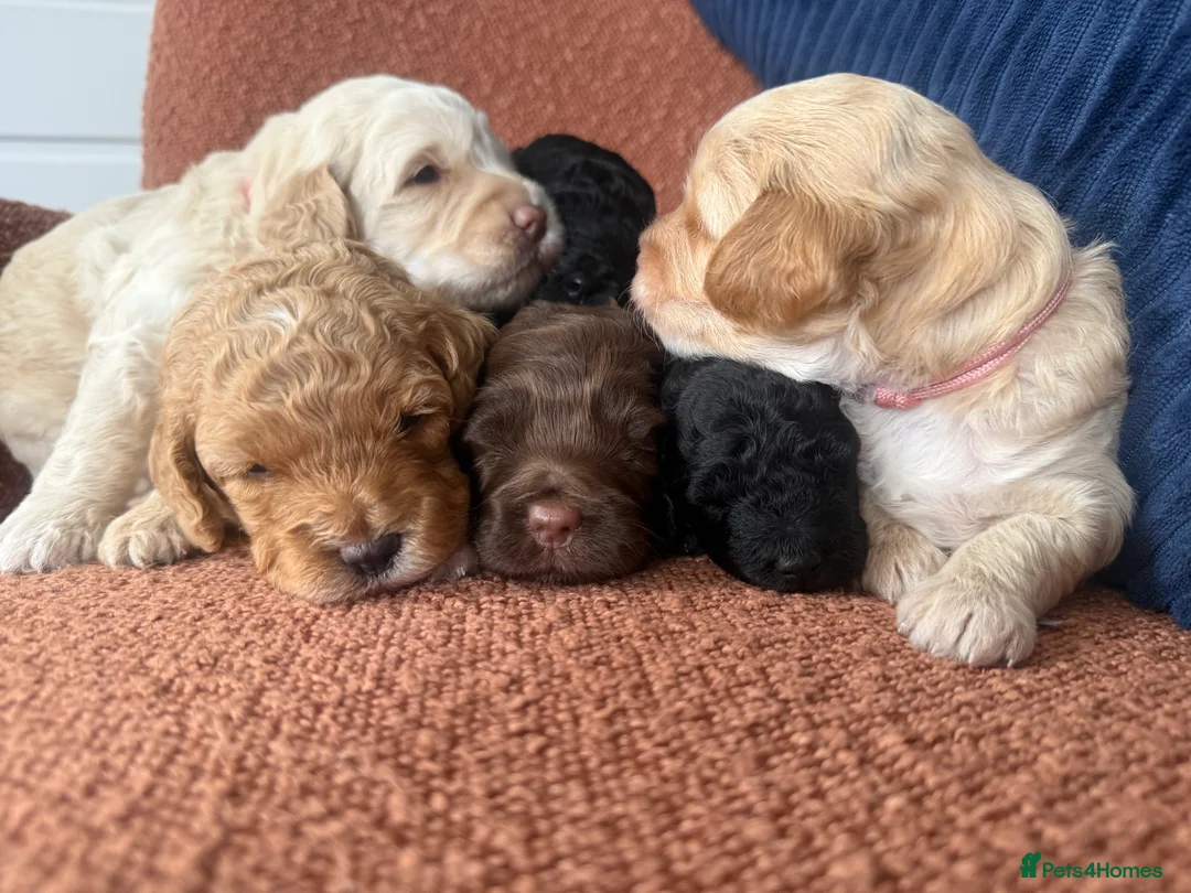 Cockapoo dogs for sale: Stunning F1B Cockapoos - Advert 2