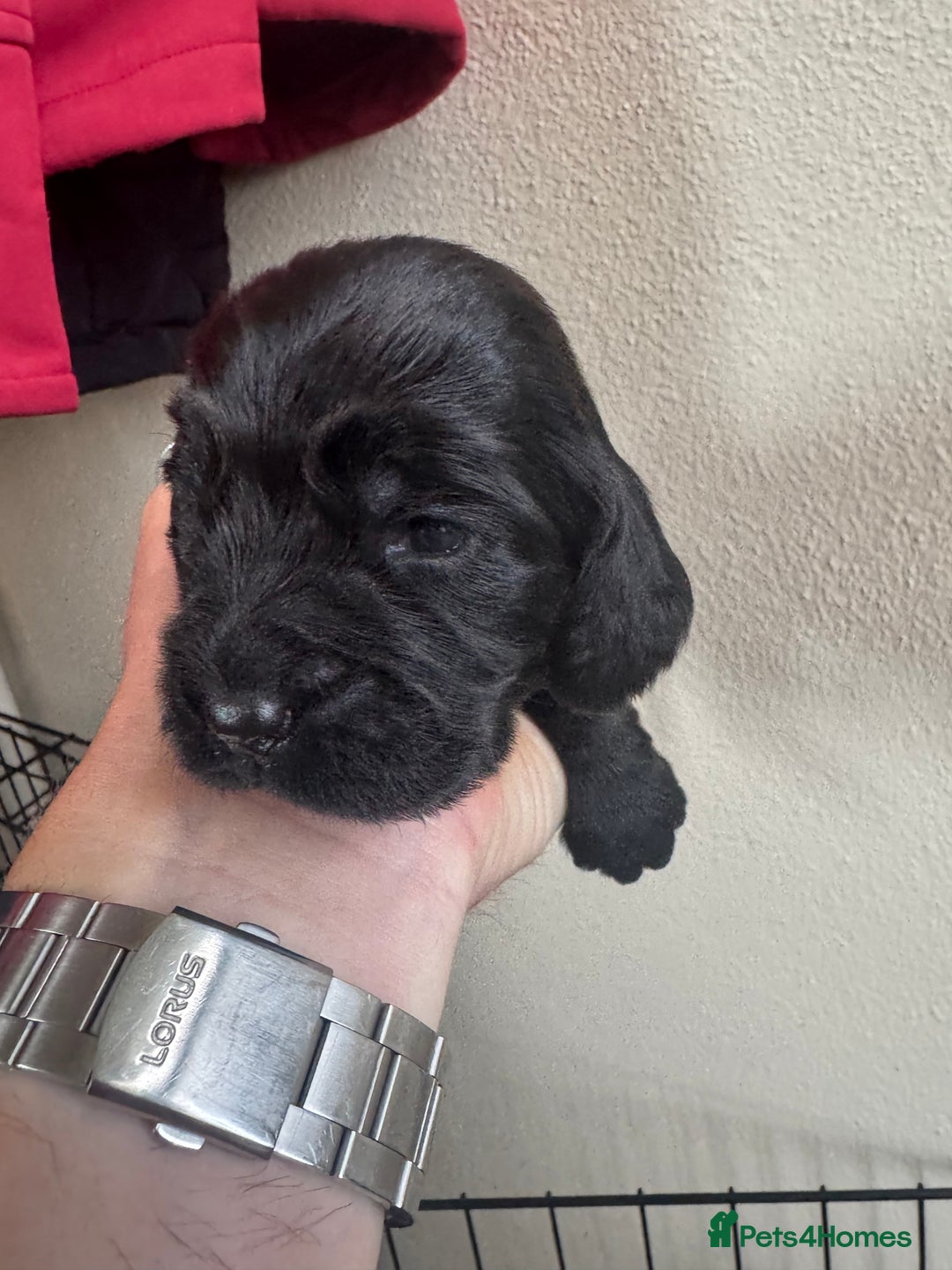 Sprocker dogs for sale: Cocker spaniel pups  - Image 10