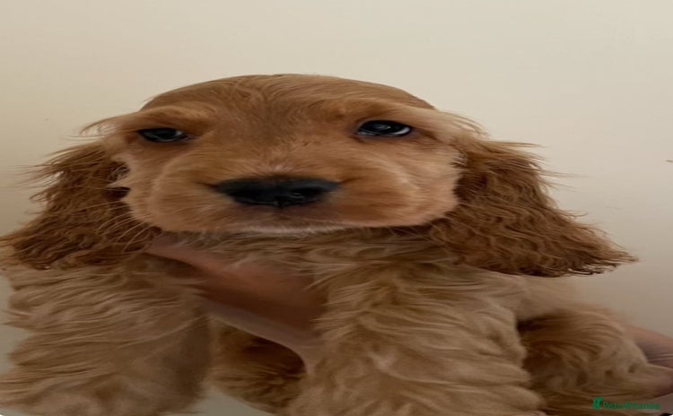 Cocker Spaniel dogs - Advert 1