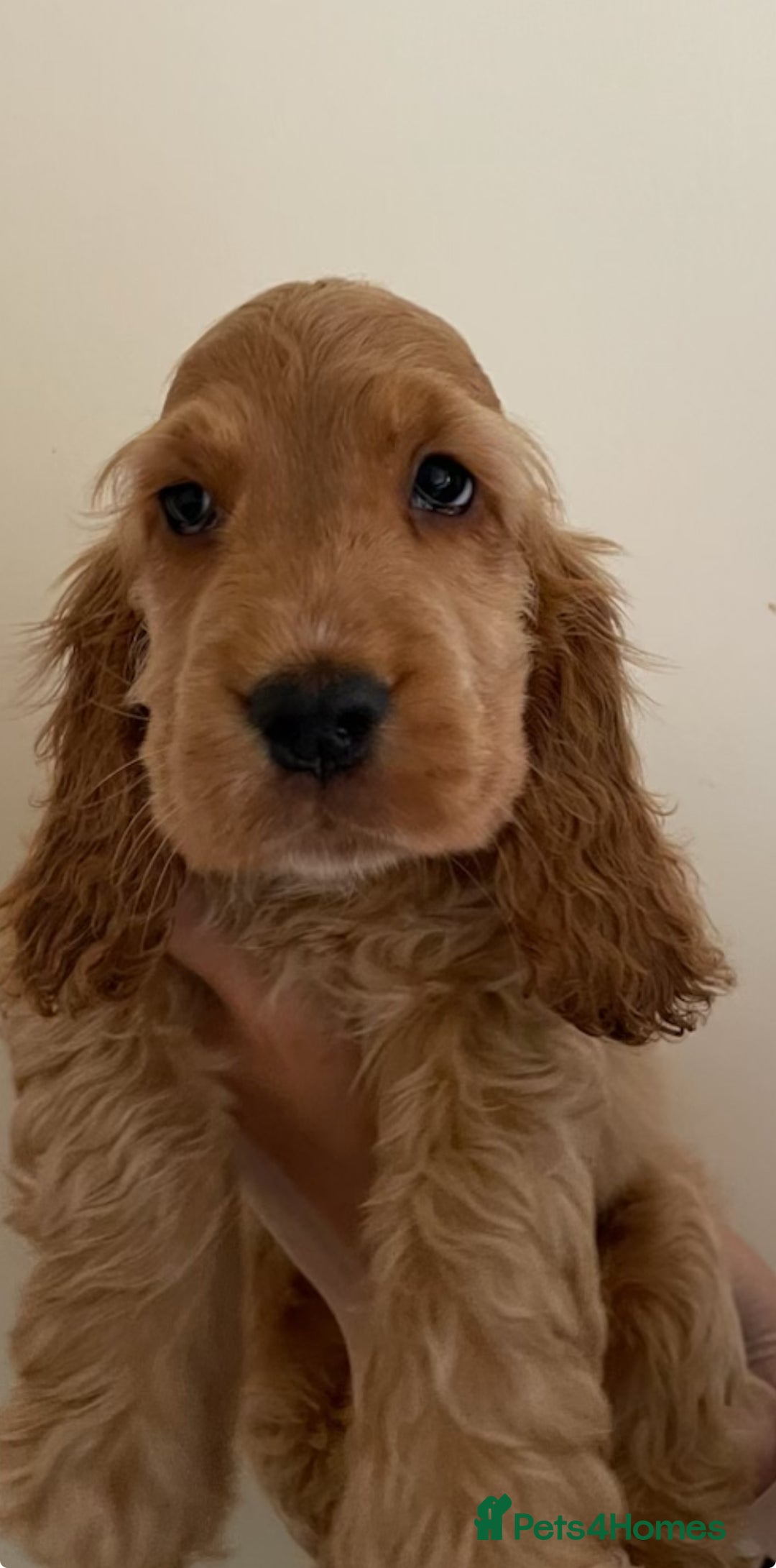 Cocker Spaniel dogs for sale: Stunning Show Quality Gold Girl - Image 1
