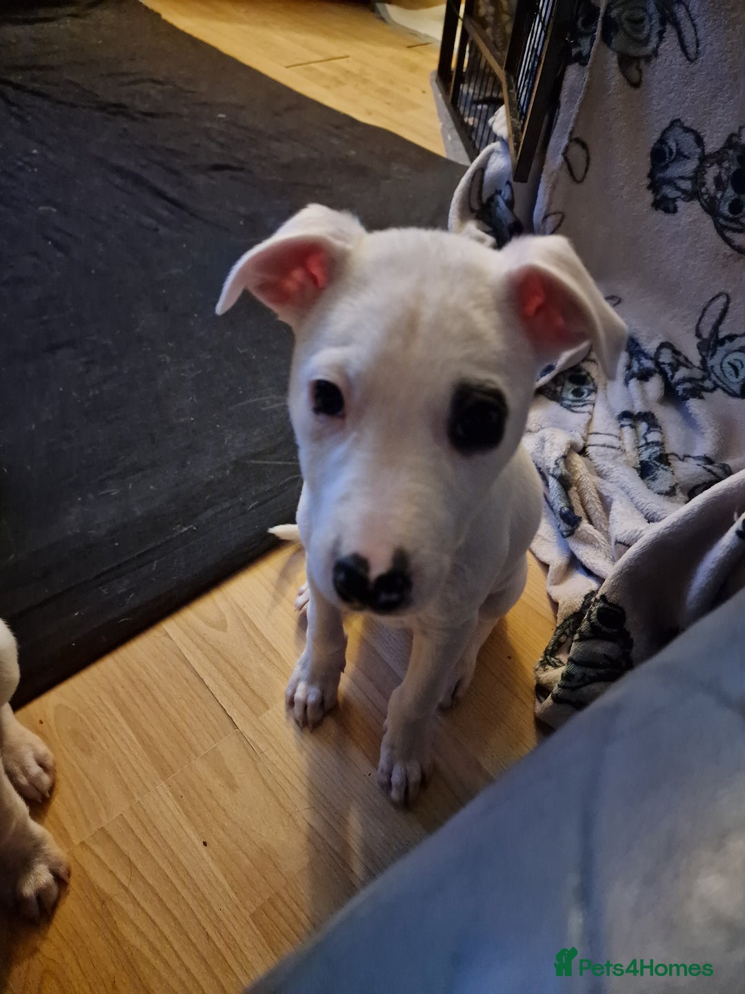Mixed Breed dogs for sale: Staffy-Lurcher CROSS Border Collie  - Advert 10