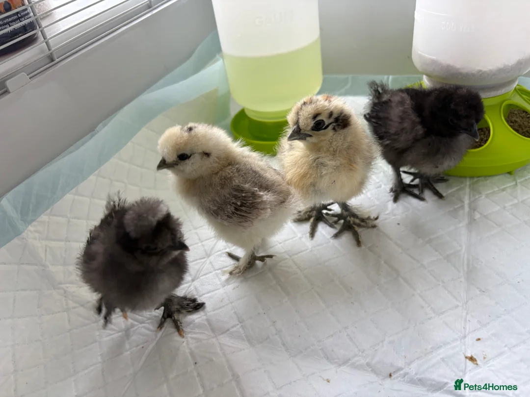 Chickens poultry for sale: 4 beautiful silkies chicks available  - Advert 2