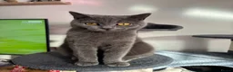 British Shorthair cats for sale: British Blue & Lilac Shorthair Kittens - Advert 4