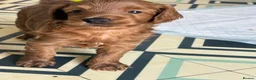 Cockapoo dogs for sale: 5 beautiful home raised Cockapoos - Advert 2