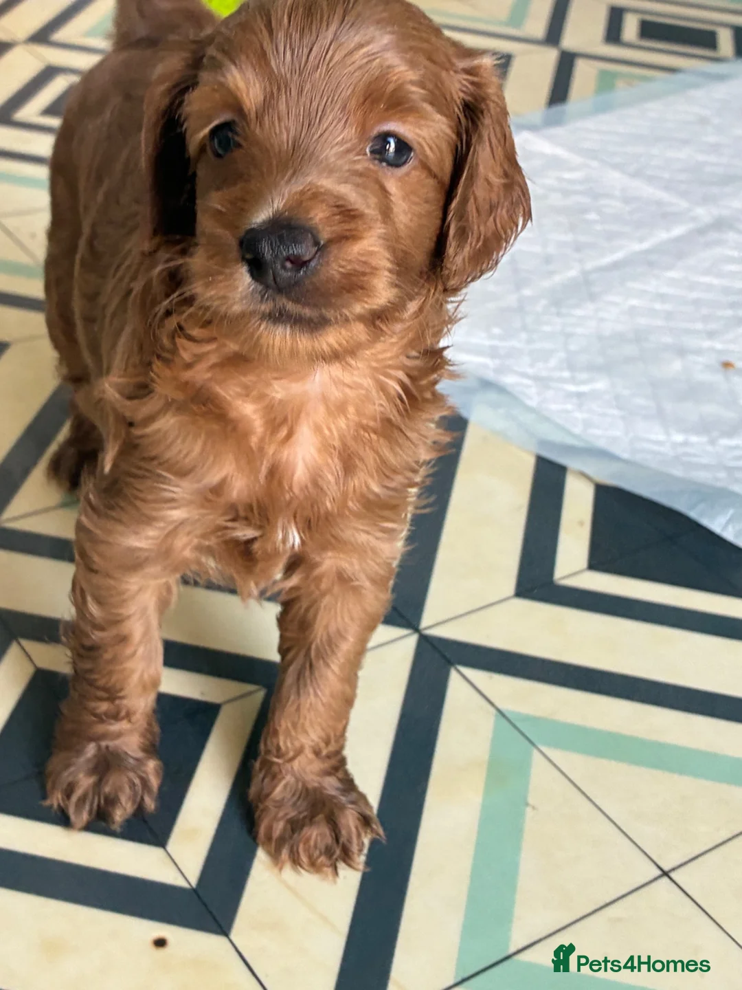 Cockapoo dogs for sale: 5 beautiful home raised Cockapoos - Advert 2