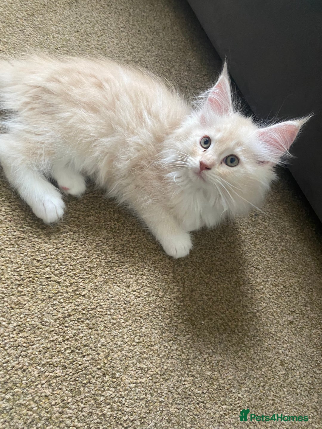 Maine Coon cats for sale: Ready Now  - Image 13