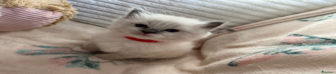 Seal mitted girl (red collar)