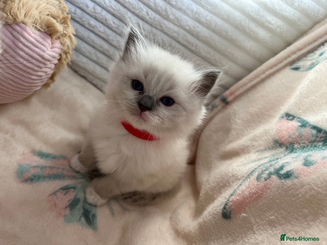 Ragdoll cats for sale: Seal Mitted Ragdoll babies, 4 girls 1 boy - Image 11