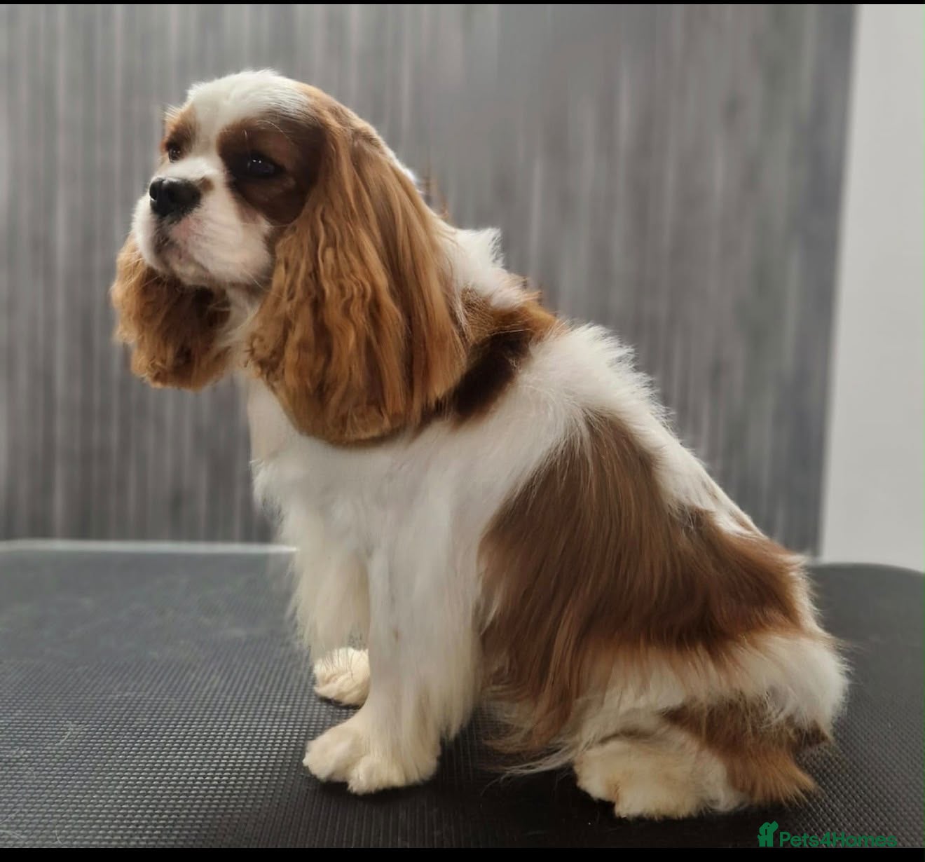 Cavachon dogs Ready to leave cavachon puppies  - Advert 2