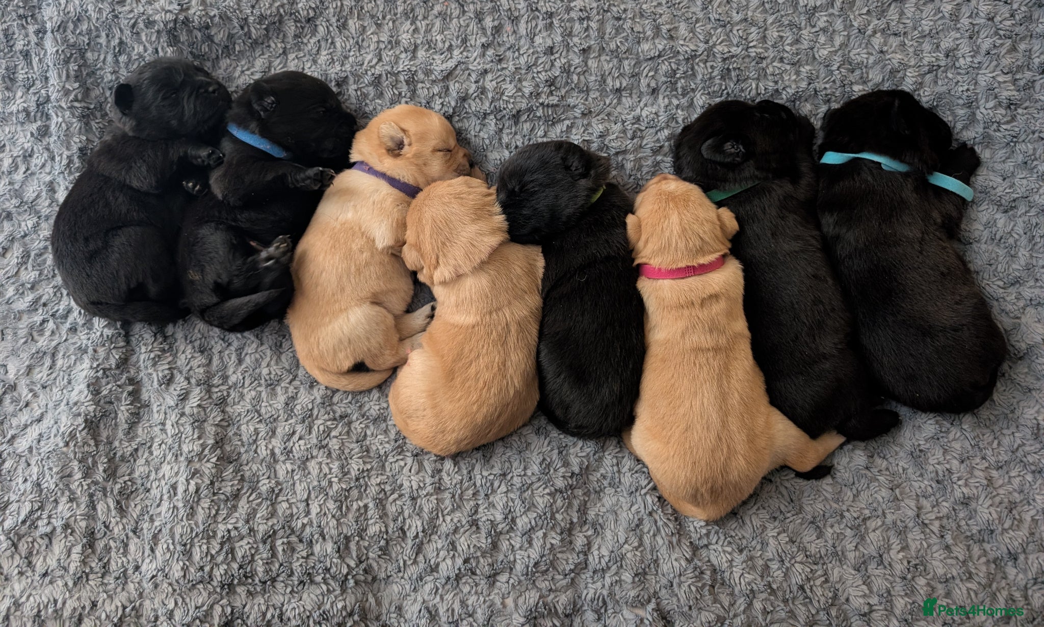 Mixed Breed dogs Beautiful Labrador x Chow Chow puppies - Advert 2