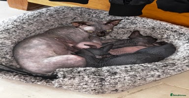 Sphynx cats Beautiful sphinx babies - Advert 7