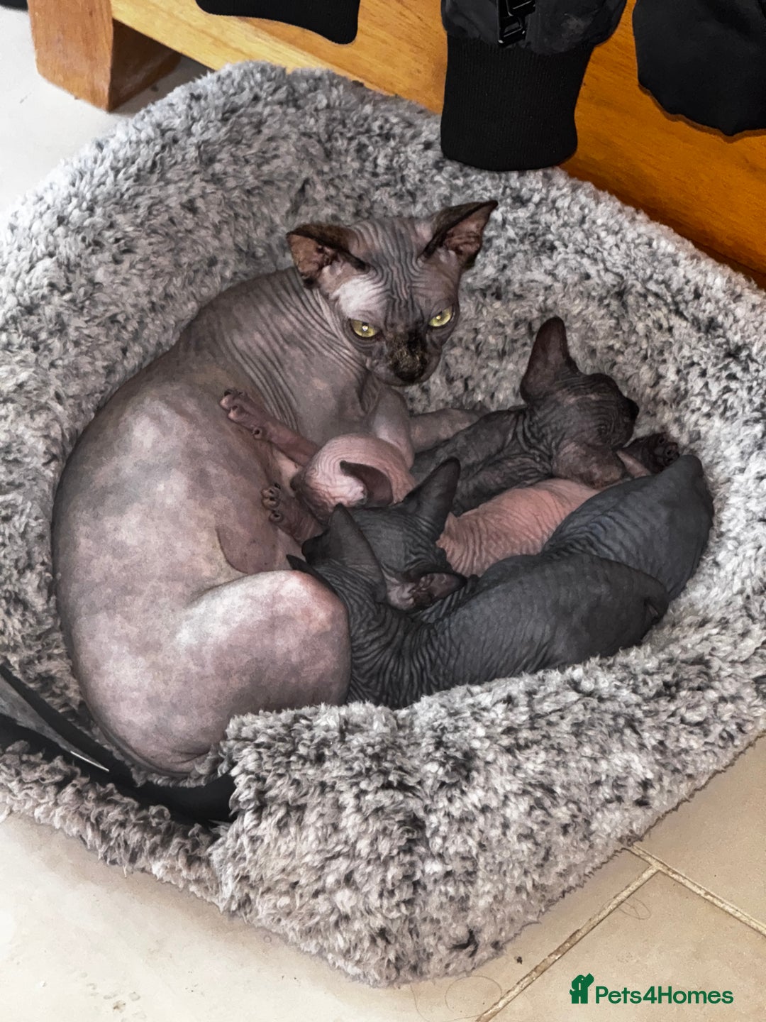 Sphynx cats for sale: Beautiful sphinx babies - Advert 2