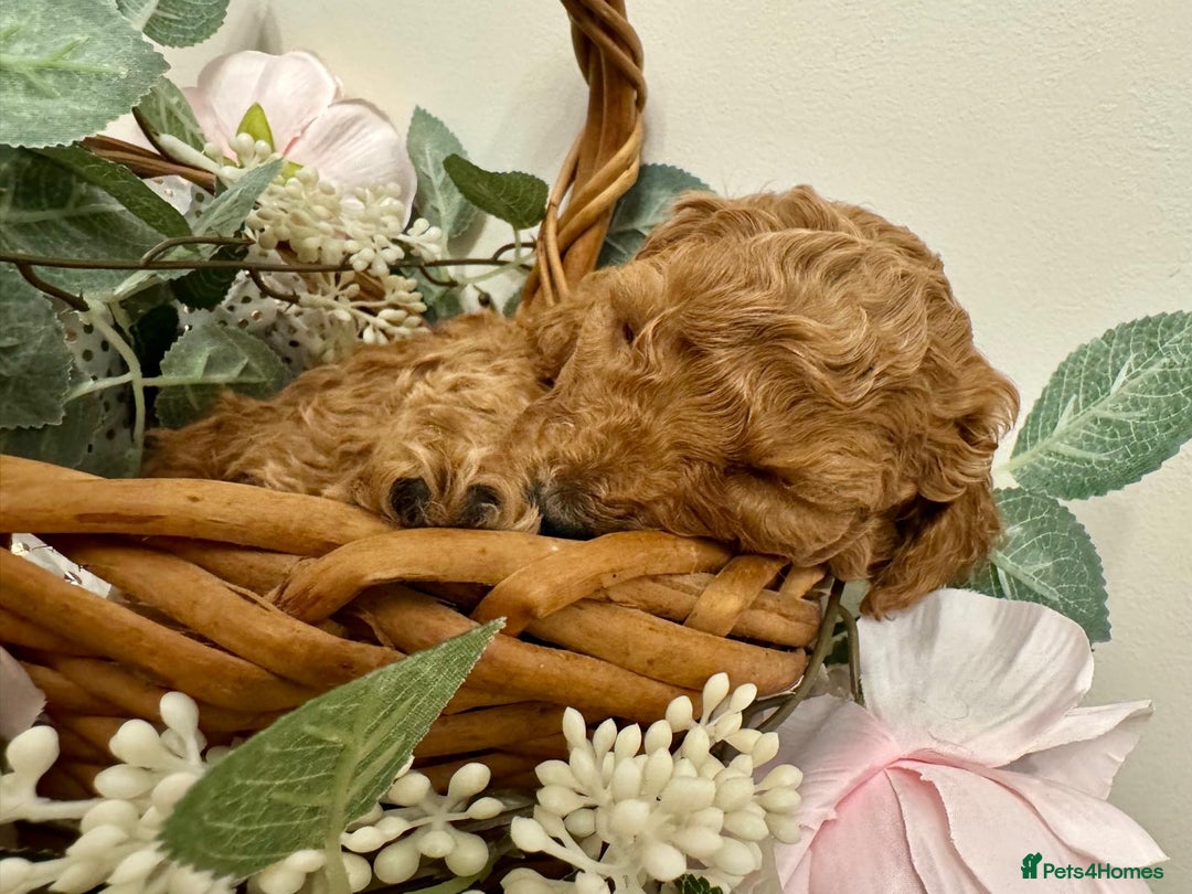 Cockapoo dogs for sale: Beautiful Cockapoo Puppies for Sale ✨🐾 - Advert 2