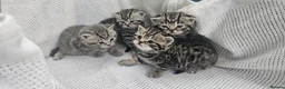 British Shorthair cats for sale: Beautiful Silver british shorthair kittens  - Advert 15