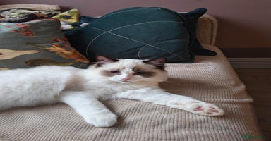 Ragdoll cats - Advert 10