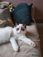 Ragdoll cats - Advert 6