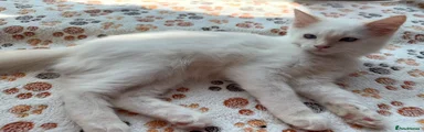 Ragdoll 1