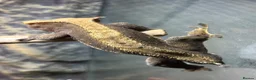 Gecko reptiles for sale: Pascal the Crested Gecko in Trowbridge - Advert 13