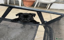 Staffordshire Bull Terrier dogs for sale: 1 boy Champion black Staffordshire puppy  - Image 4