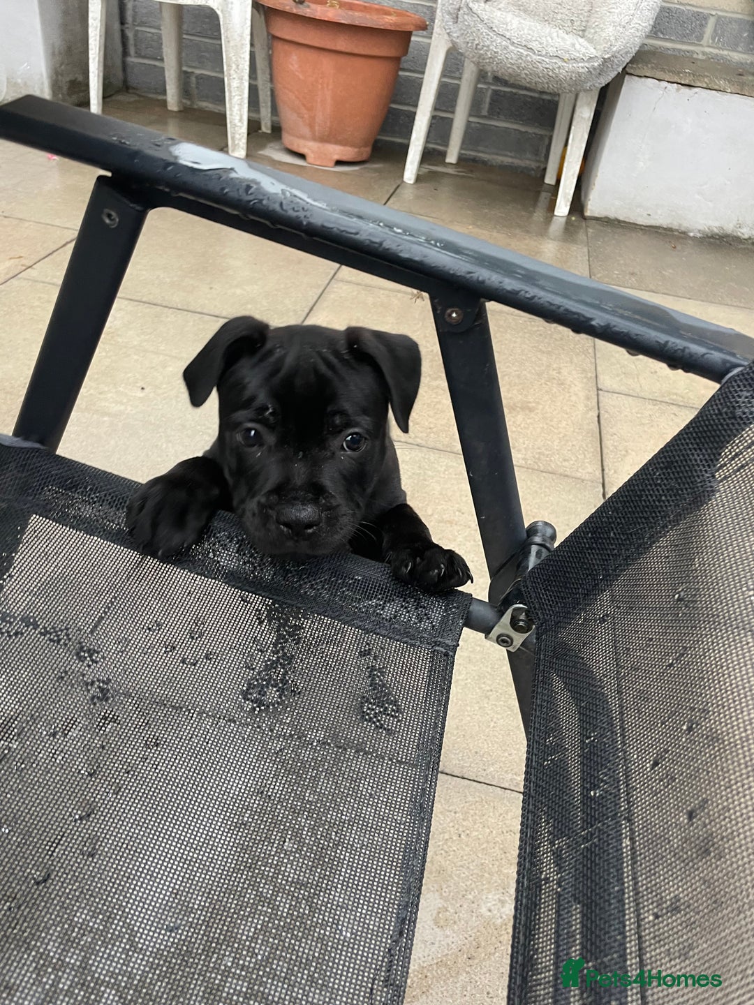 Staffordshire Bull Terrier dogs for sale: 1 boy Champion black Staffordshire puppy  - Image 4