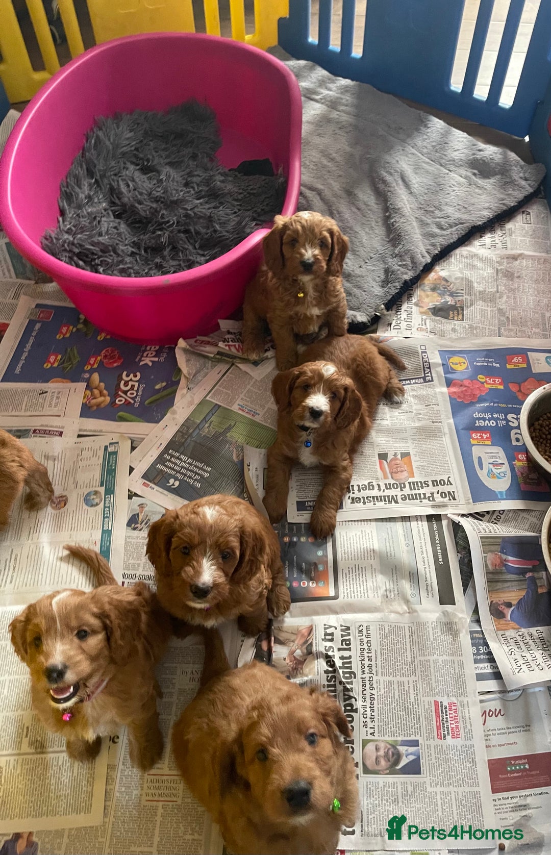 Cockapoo dogs for sale: f1 toy cockerpoo fox red dna tested  - Image 38