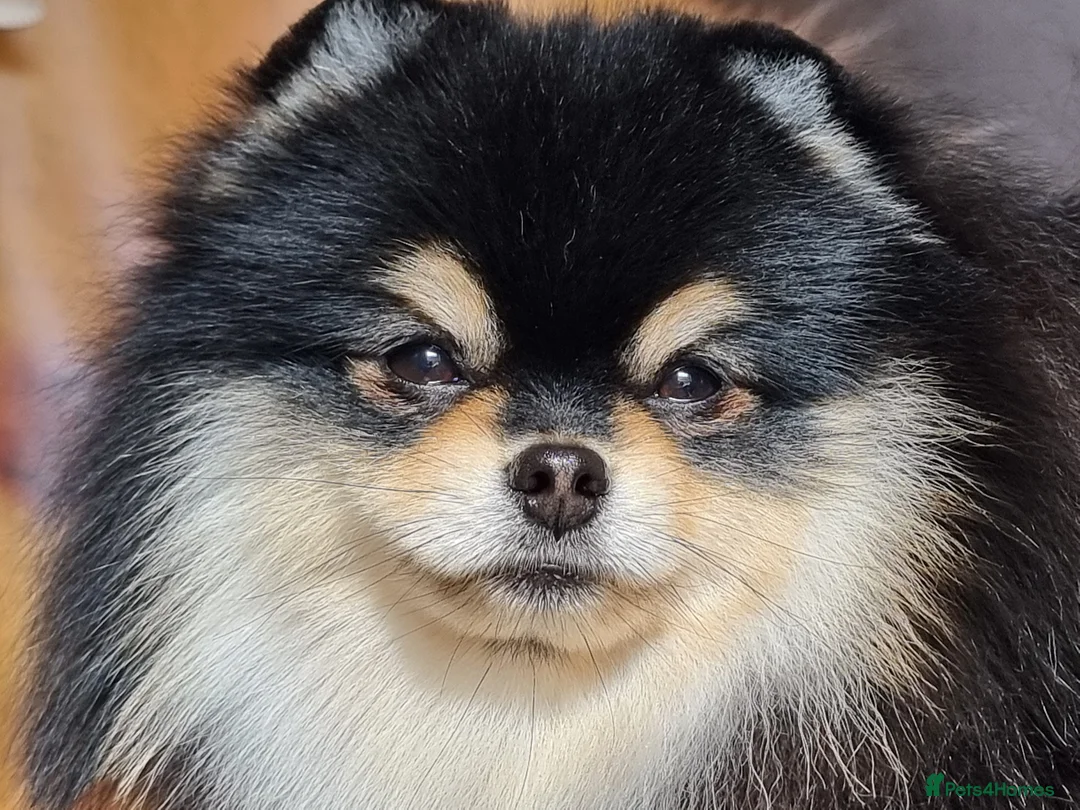 Pomeranian dogs for stud: KC Registered Pomeranian for stud  - Advert 6