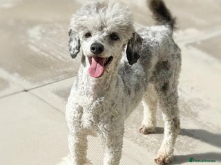 Toy Poodle dogs in Wolverhampton - Advert 22