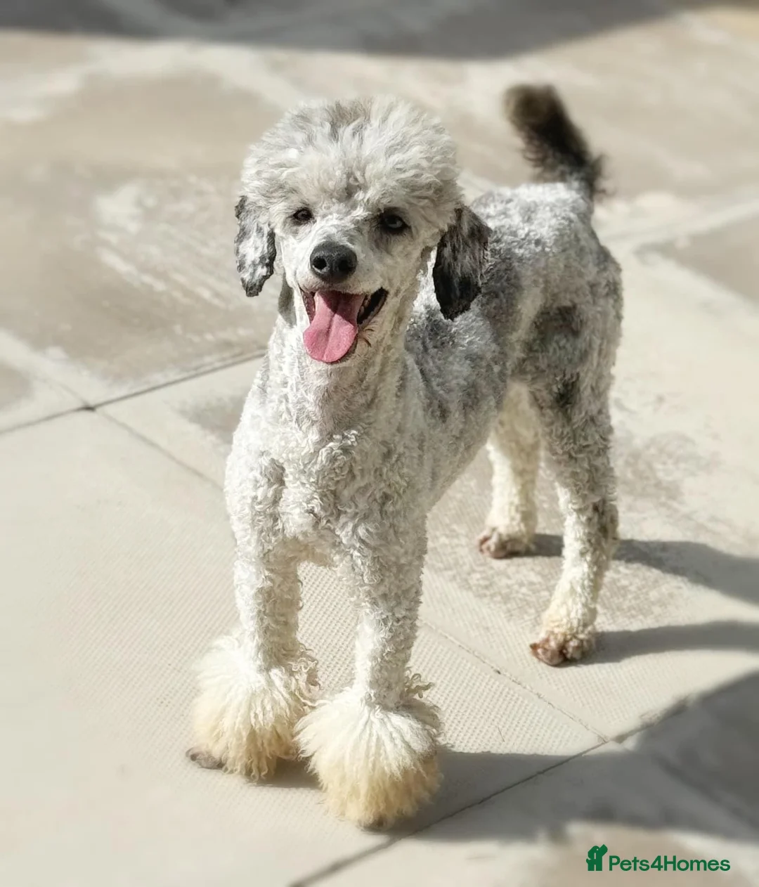 Toy Poodle dogs for stud: Blue & Tan Merle carrying Chocolate (Toy poodle) - Advert 2