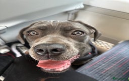 Cane Corso dogs for sale: Nellie 11 month old cane corso  - Image 4