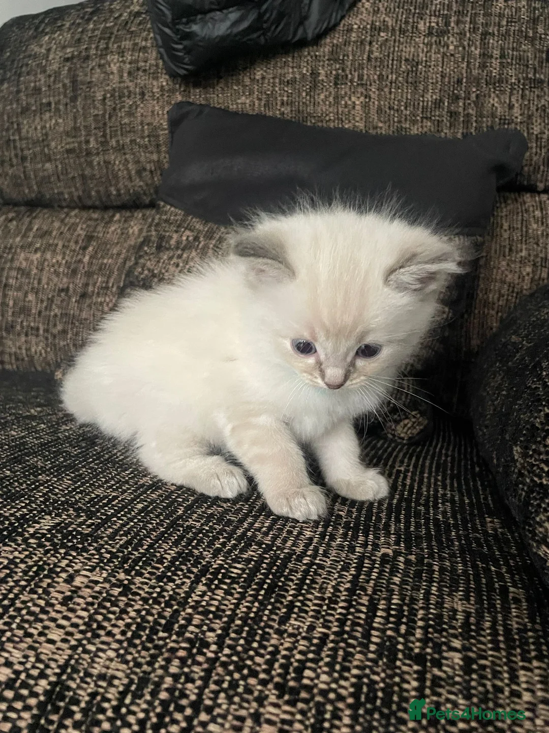 Ragdoll cats for stud: 100% proven boy for stud in Wakefield - Advert 24