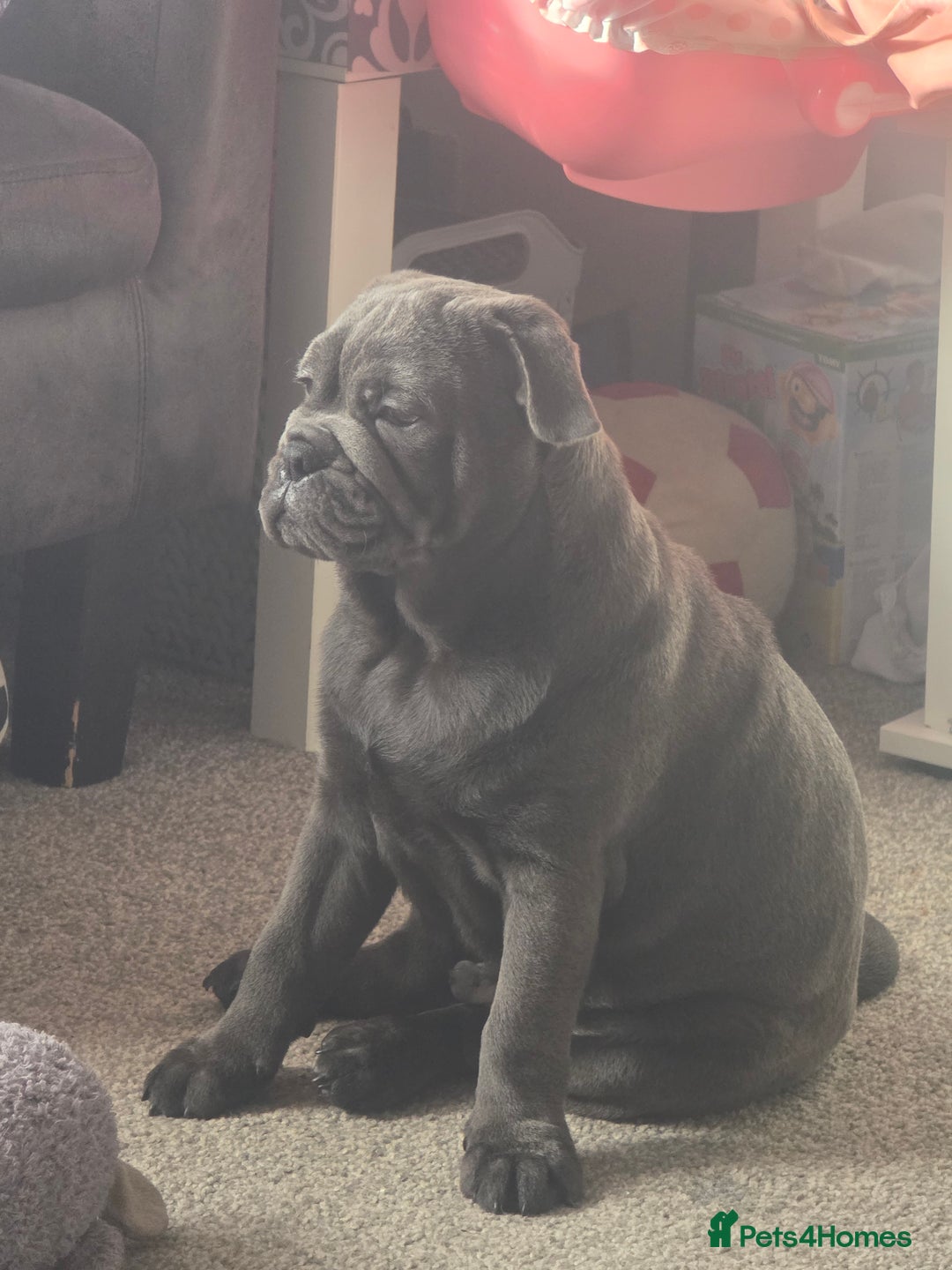 Mixed Breed dogs for sale: English bulldog x pug - Advert 8
