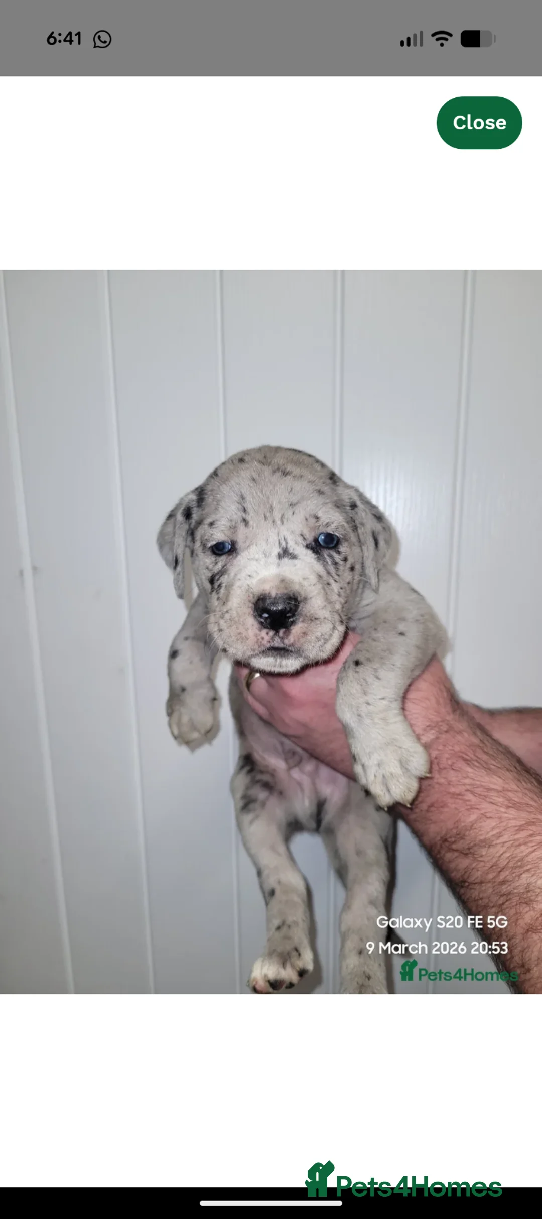 Cane Corso dogs for stud: ✨ STUD ✨ - Advert 2