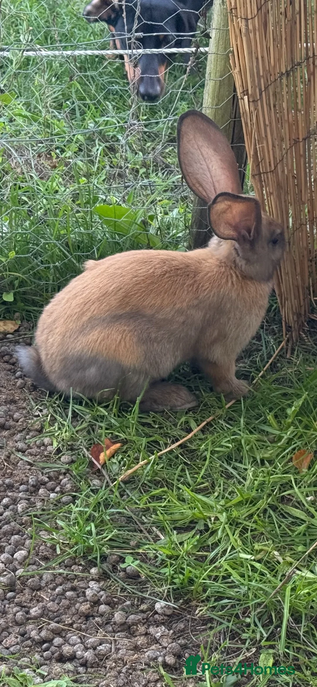 British Giant rabbits for sale: Continental Giant Rabbits - Advert 2