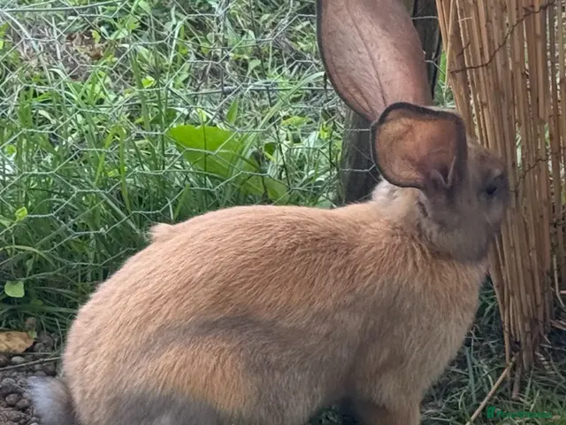 British Giant rabbits for sale: Continental Giant Rabbits - Advert 2