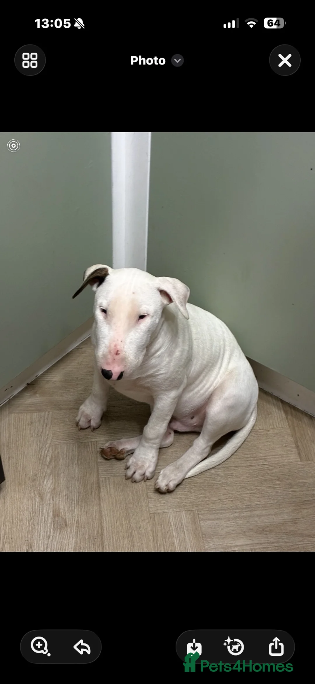 English Bull Terrier dogs for sale: 5 MONTH OLD English bull terrier  - Advert 5