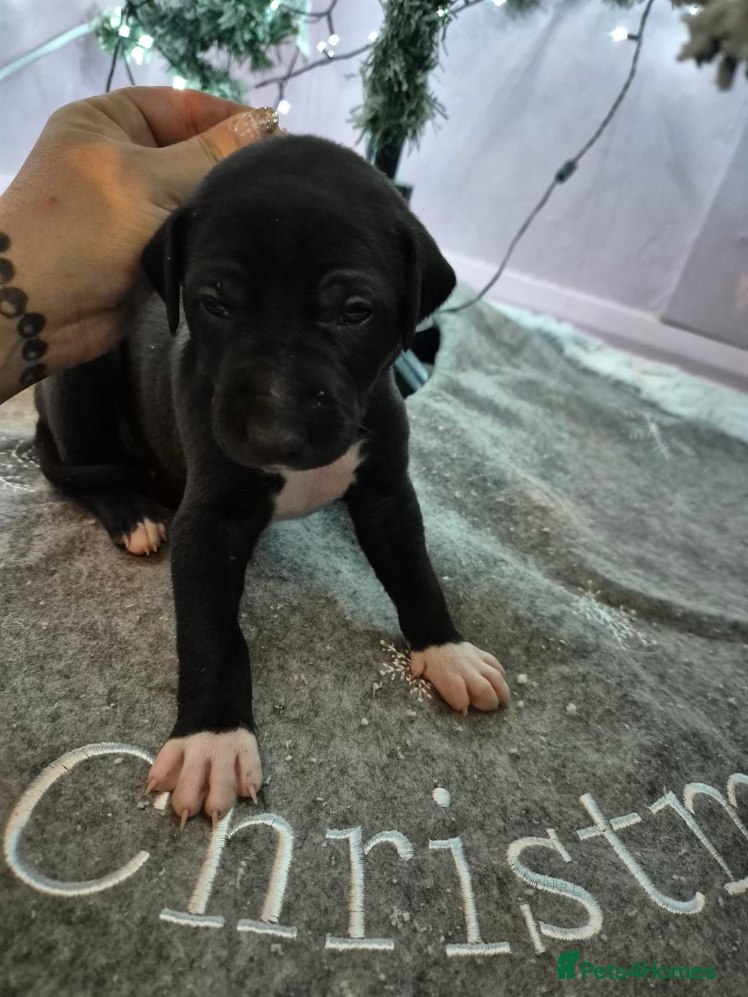 Mixed Breed dogs for sale: Gray bull hounds  - Advert 4