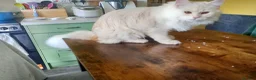 Maine Coon cats for sale: 8 month old kitten  in Trowbridge - Advert 8