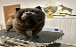 Chow Chow dogs for sale: Smooth coat female (purebred) - Image 2